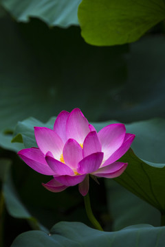 蓮花