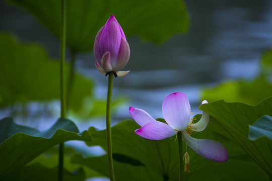 荷花