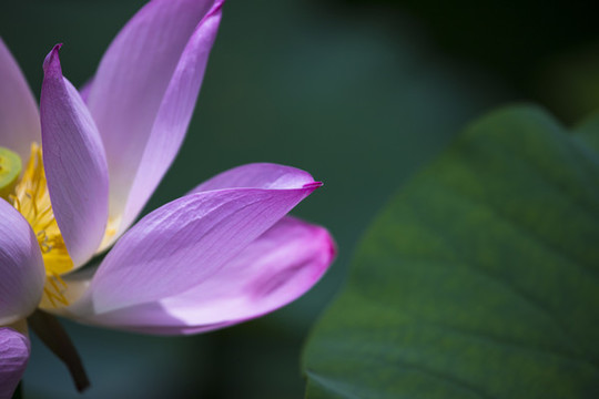 花瓣