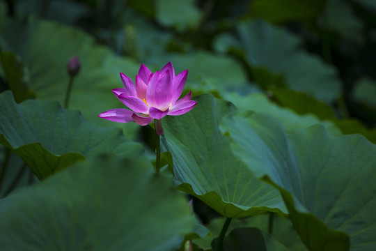 荷花