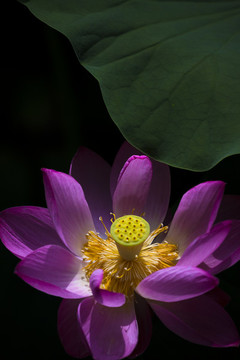 荷花