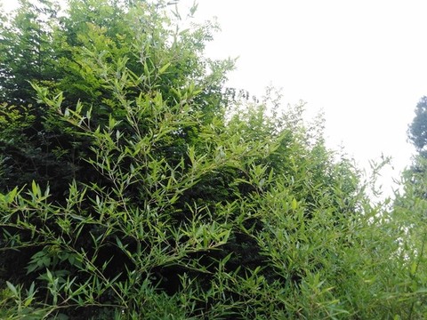 竹枝