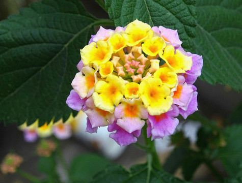球花