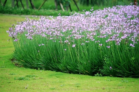 公園花卉