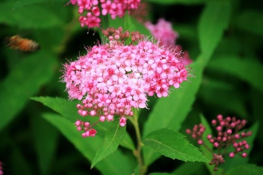 粉花繡線(xiàn)菊