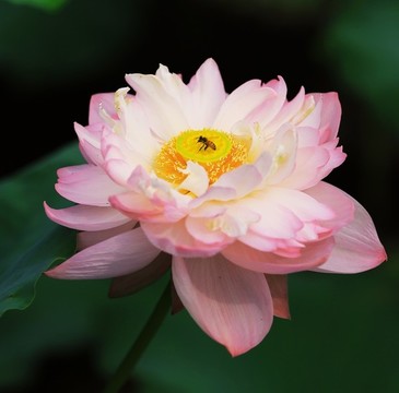 畫龍點(diǎn)睛