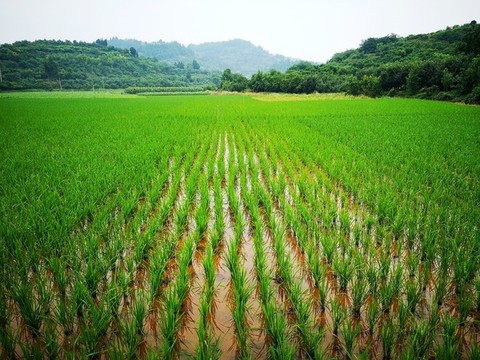 秧田