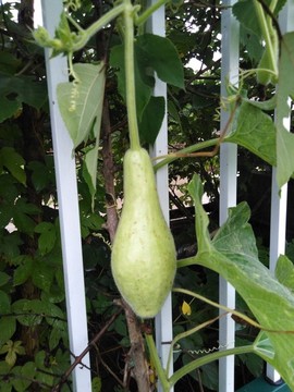 葫蘆
