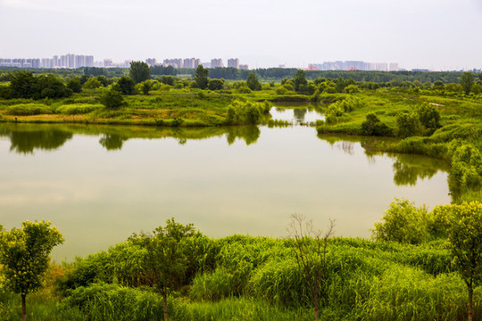 渭河濕地公園
