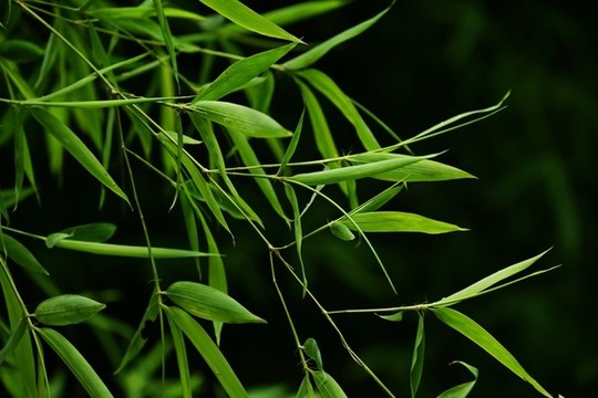 竹葉