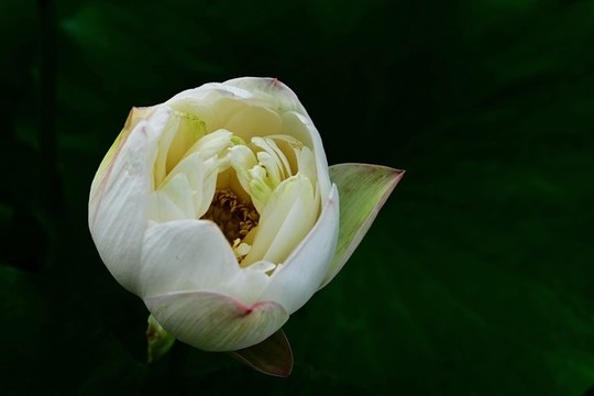 蓮花睡蓮