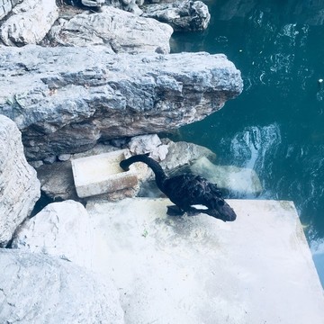 黑天鵝