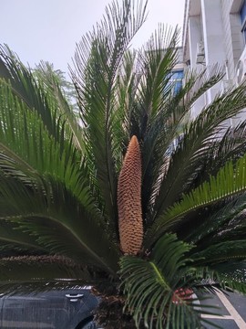 鐵樹開花