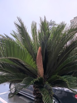 鐵樹開花