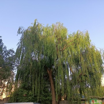 綠色的樹