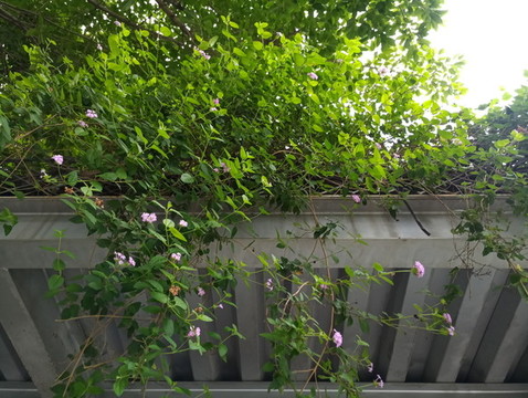 綠色植物