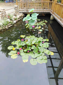 蓮花