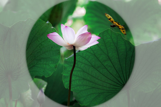 荷風(fēng)