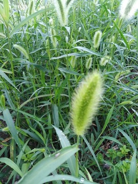 狗尾草