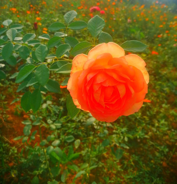 月季花特寫