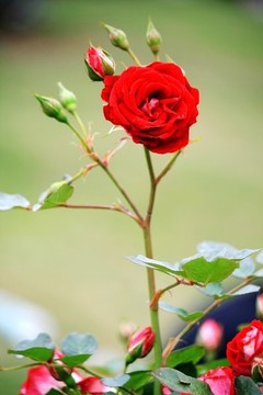 月季花