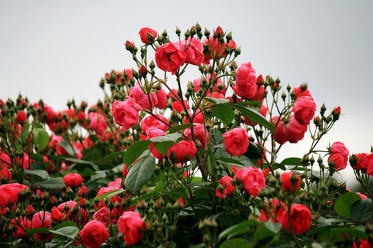 月季花