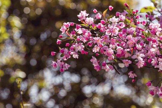 盛開(kāi)的垂絲海棠花
