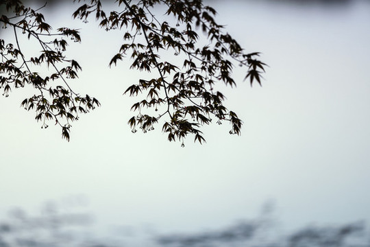 紅楓剪影