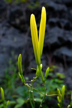 黃色的黃花菜