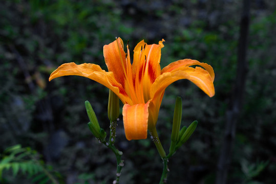 橙色的黃花菜
