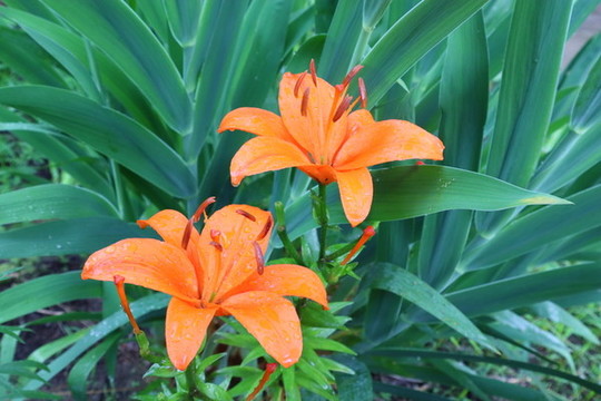 百合花