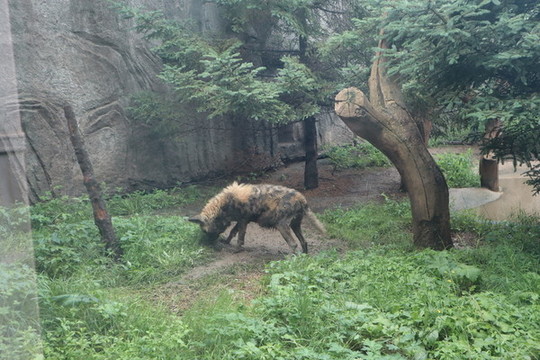 非洲獵犬