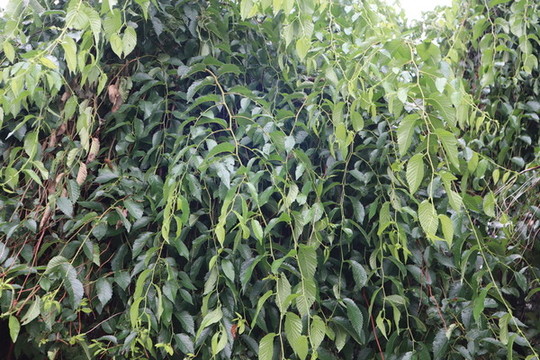 榆樹