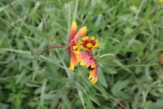 天人菊