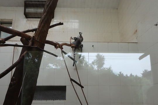環(huán)尾狐猴