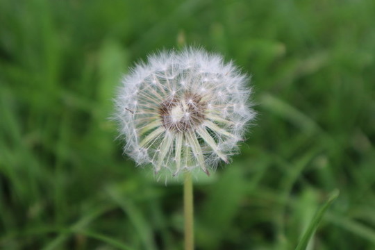 蒲公英