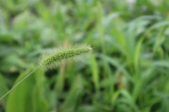 狗尾草