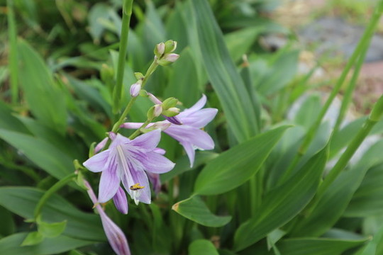 玉簪花