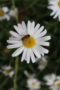蜜蜂