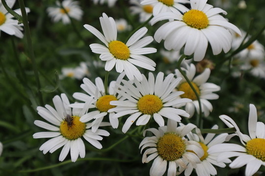 西洋濱菊