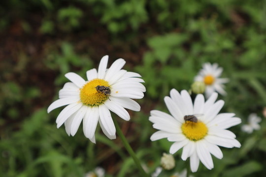 西洋濱菊