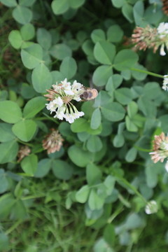 小白花