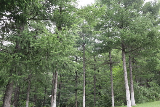 松樹(shù)林