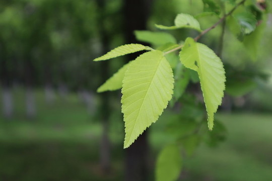 榆樹葉