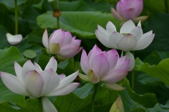 荷花