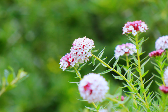 狼毒花