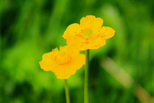 金蓮花