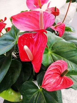 花燭