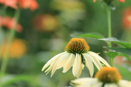 松果菊