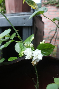 茉莉花